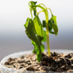 Une addition pour rester pauvre